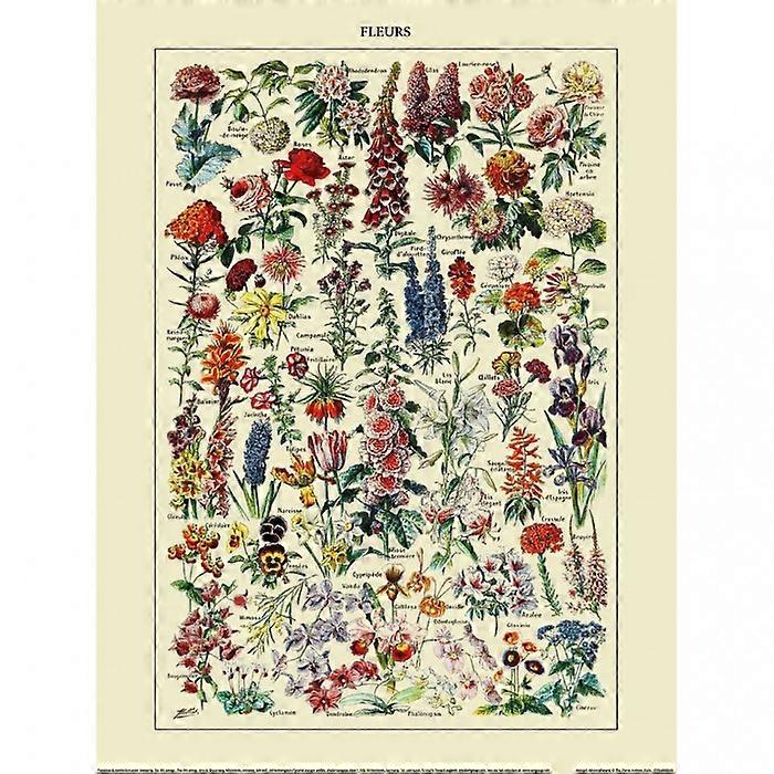 Adolphe Millot Fleurs Print
