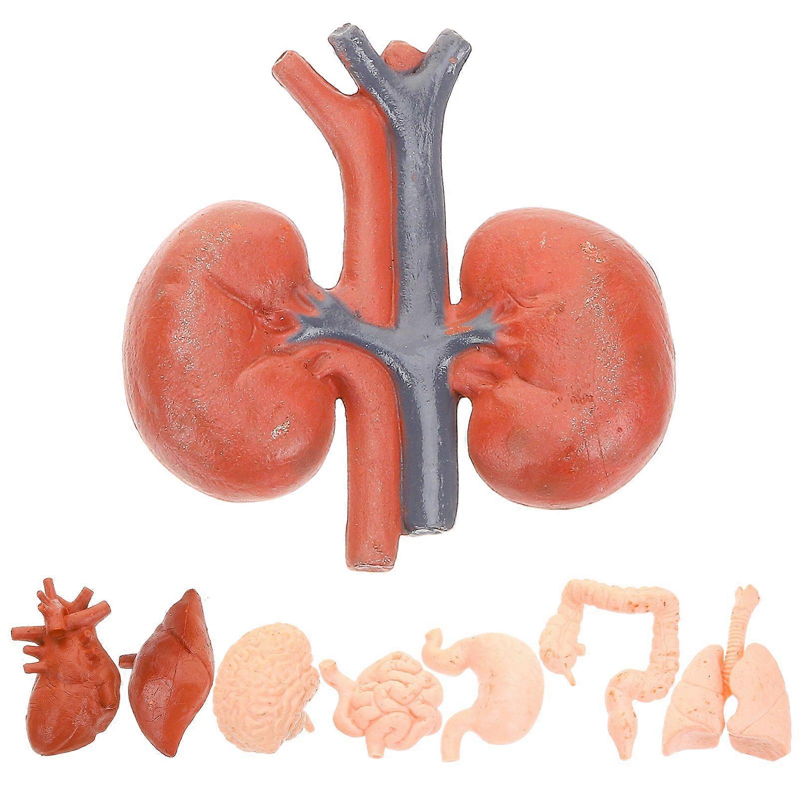 8pcs Simulated Organ Models Human Organ Anatomical Model Teaching Tools
