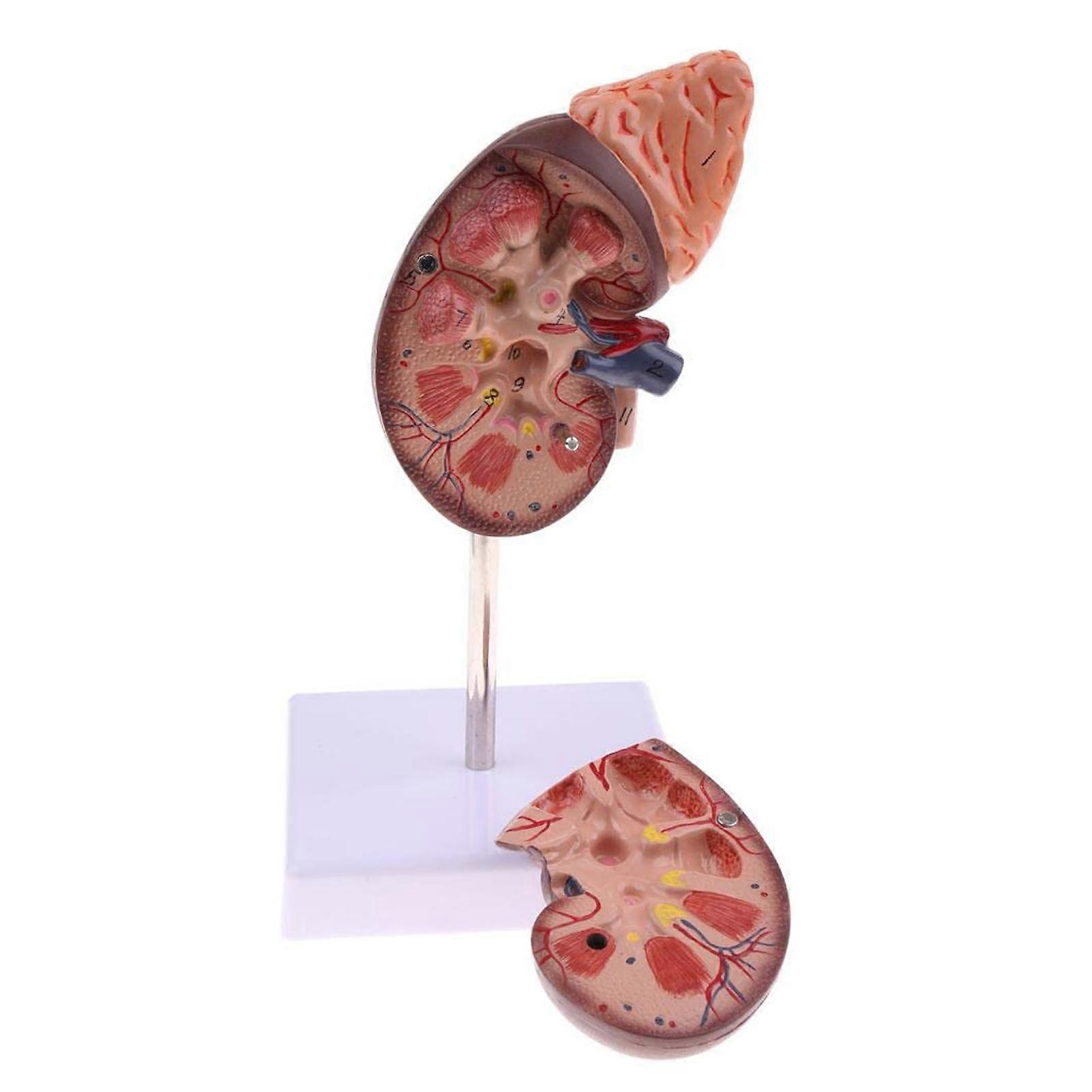 Kidney Model Anatomy Normal Human Anatomical Teaching Doctors Office Educational Tool