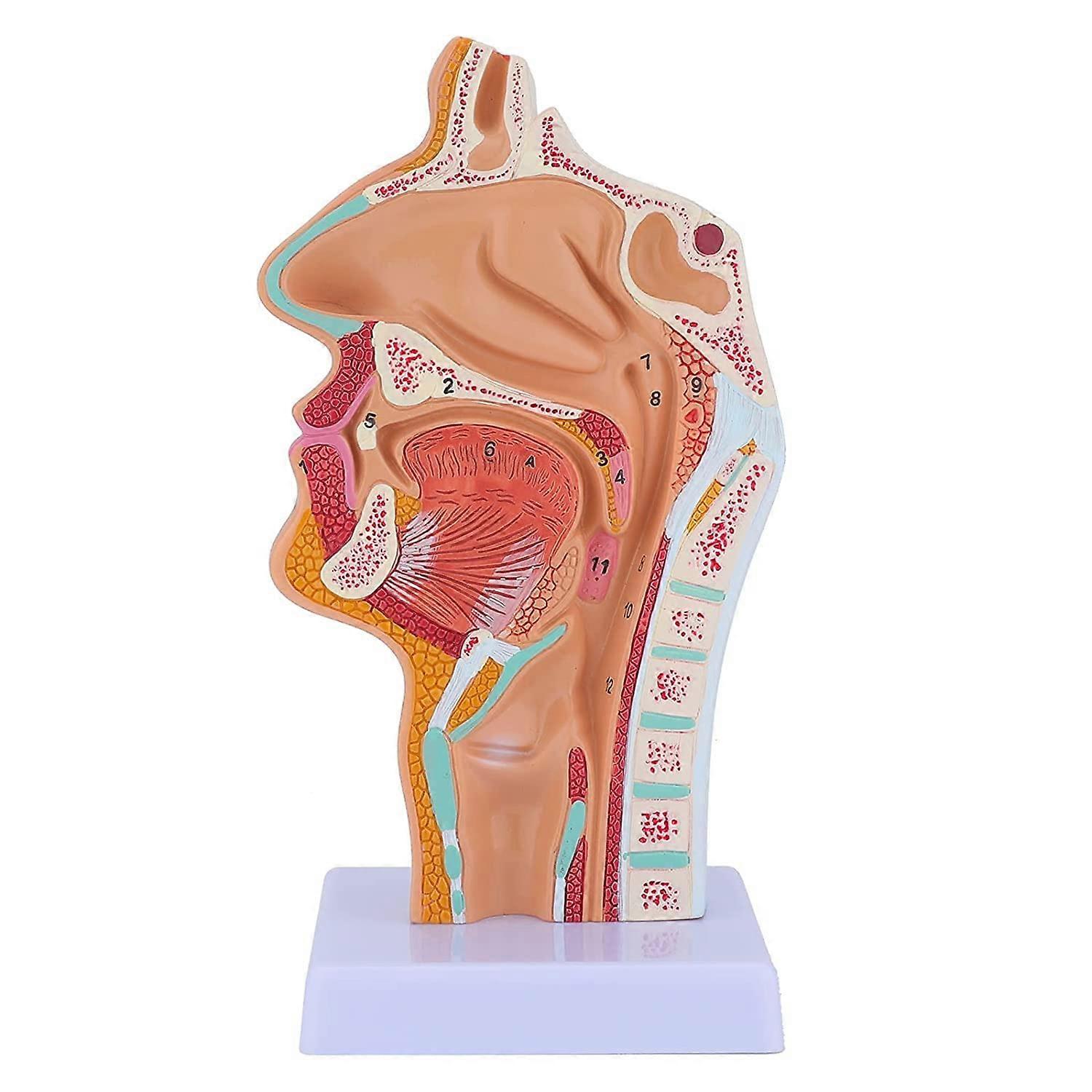 Human Anatomy Model with Nasal Cavity Pharynx Larynx for Teaching and Pathology Study Display