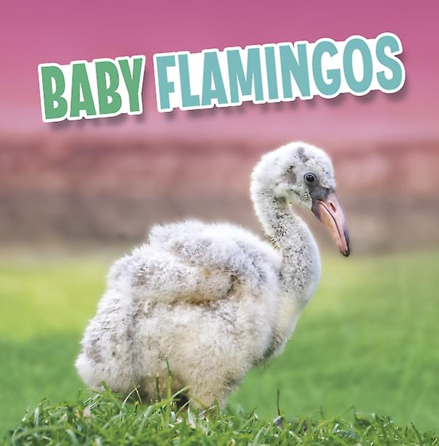Baby Flamingos by Martha E. H. Rustad Paperback Book