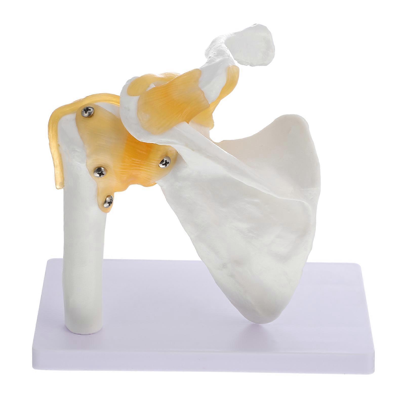 The **"1pc Anatomical Shoulder Joint Model for Teaching Human – Teaching Aid Base for Schools and Hospitals – Educational for Anatomy Studies"** is a