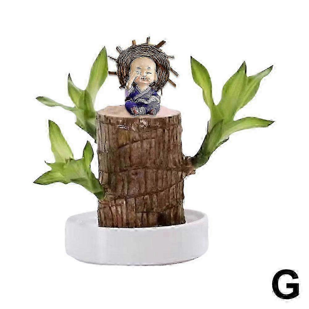 نبات الخشب البرازيلي - تأصيص فورسيزونز لطول العمر والحظ السعيد