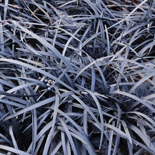 Ophiopogon Nigrescens. Sort drage