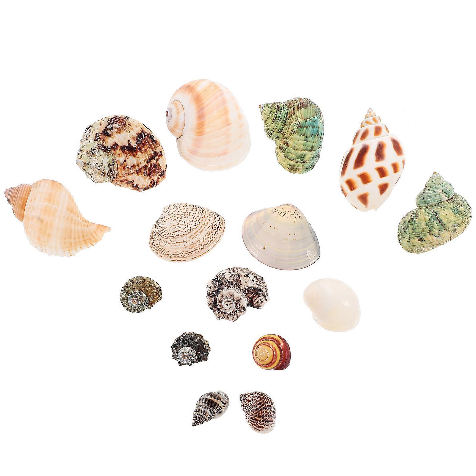 Natural Shell Set Delicate Conch DIY Decoration Kit for Decor 4Sets