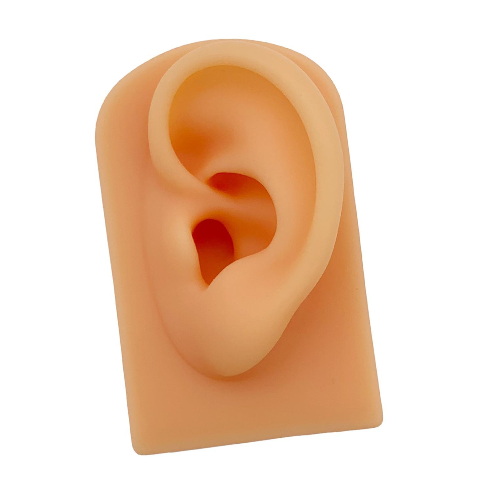 Silicone Soft Ear Model Teaching Tool Display Props  Skin
