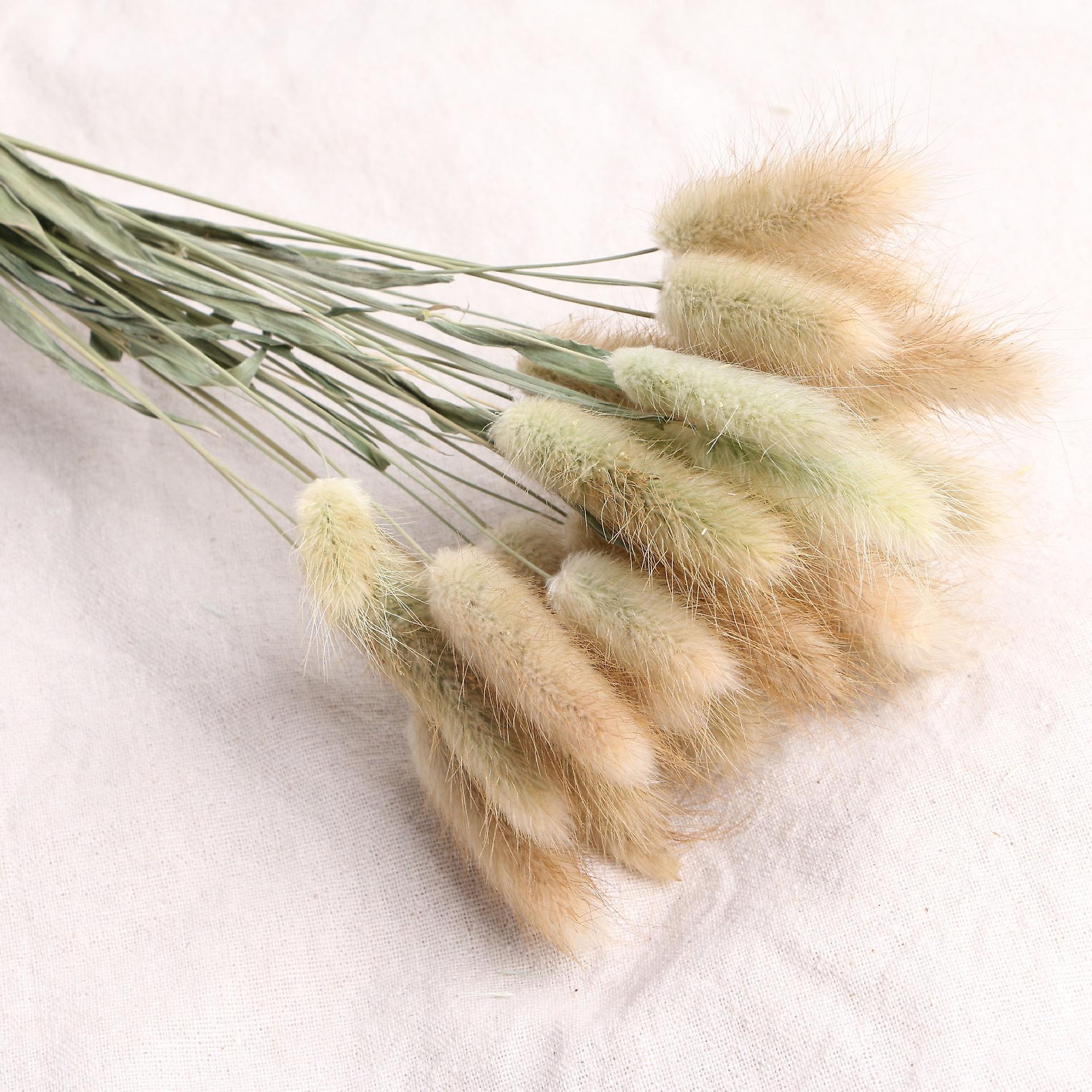 50 Stems Natural Dried Rabbit Tail Grass, Rabbit Tail Grass, for Home ...