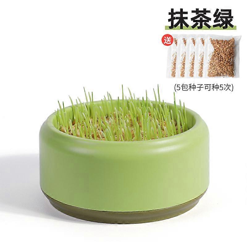 Cat Catnip Plants Box Hydroponic Planting Box Soilless Catnip Planting Box Catnip Box