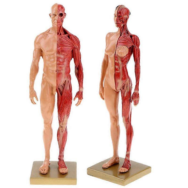 30Cm Hars Menselijke Anatomie Spier Skelet Model Dropshipping