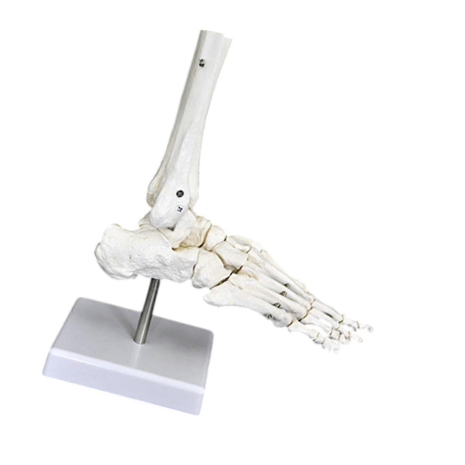 Human Joint Model Realistic Teaching Tool,Educational,Medical,Lightweight,Scientific Skeleton Model for Display Study Science