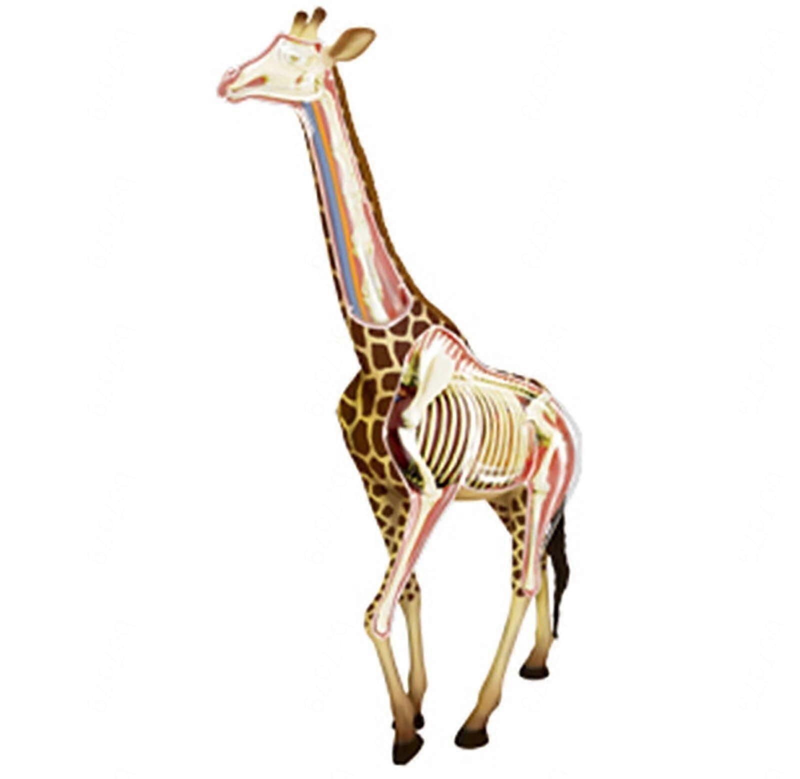 Giraffe Anatomical Model, Scientific Anatomy Animal Model Removerable 27 Organs Body Parts Animal Medical Teaching Model  Study Display Teaching