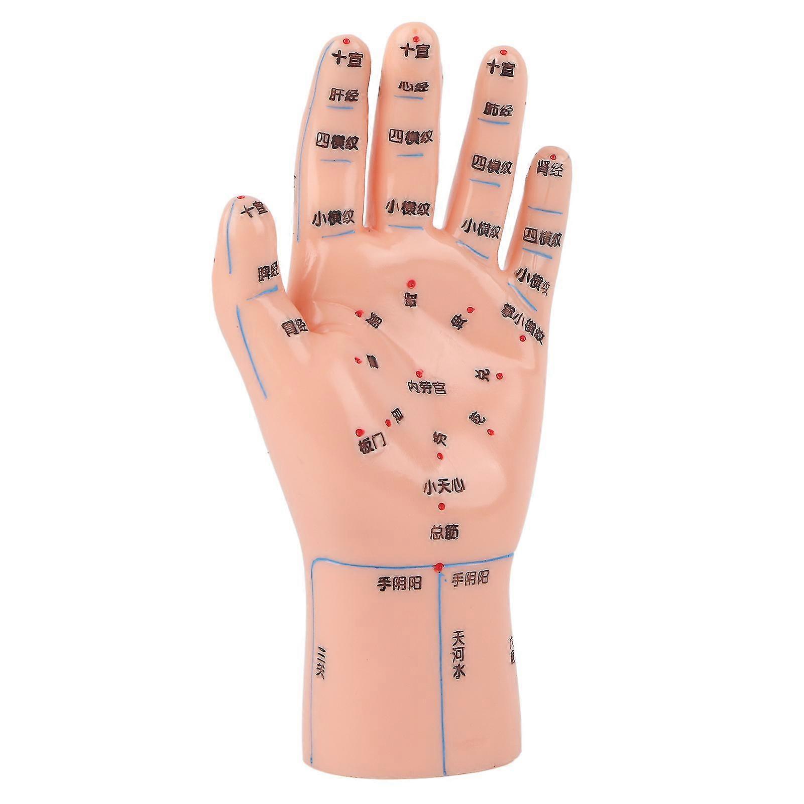 Acupuncture Hand Model for Teaching - Accurate Acupoint Representation