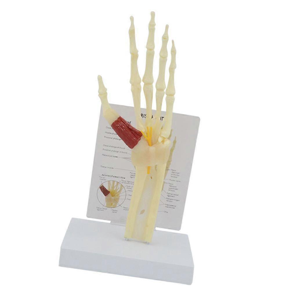 Hand Skeleton Model for Anatomy Human Hand Bone Model with Muscle Ligament