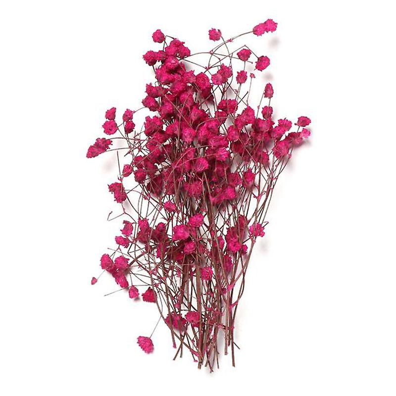 Lifelike Bright Mini Dried Flowers Unfading Realistic Dried Flowers For Birthday Gift Christmas Gift