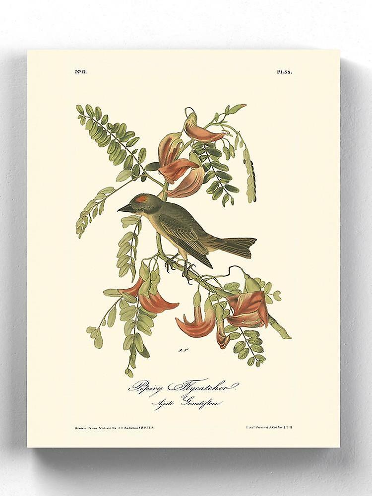 Pipiry Flycatcher Wrapped Canvas -John James Audubon Designs,-ouyab1616