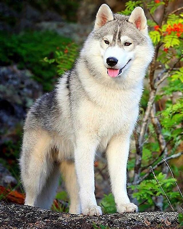 Dww-30 x 40 cm, rough Diamond Painting Embroidery Diamond Painting5D Canvas Painting for Children and Adults, Rhinestone Puzzle Set, Drawing Wall Deco