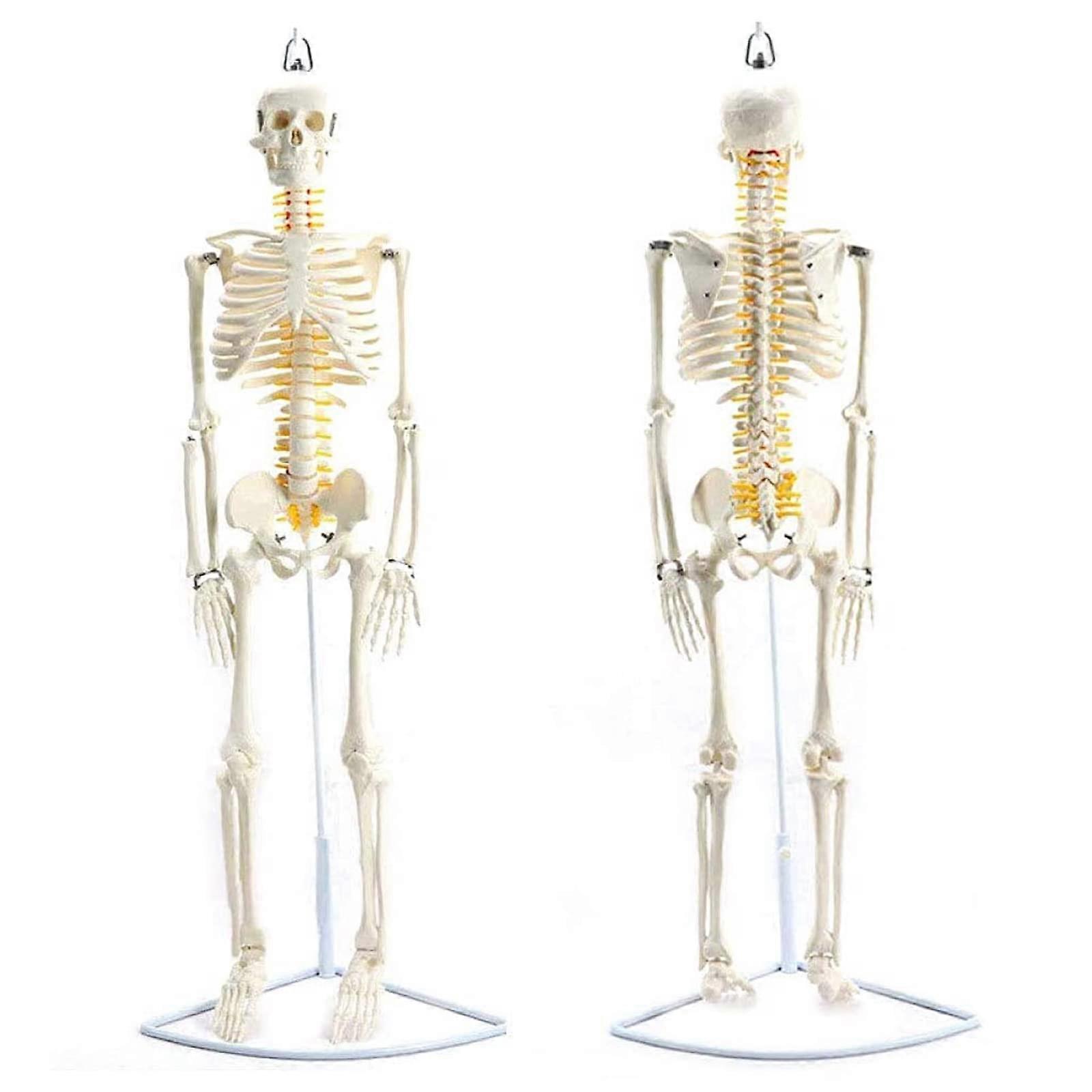 85cm Human Skeleton Model with Flexible Joints and Painted Muscles for Anatomy Study Teaching