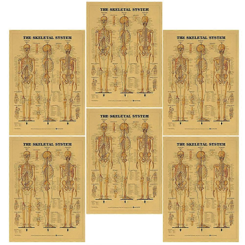 Learning Skeletal Poster Skeletal System for Decor 6Pcs Set