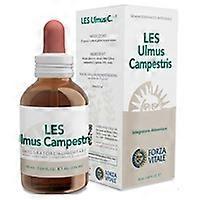 LES Ulmus Campestris 50 ml