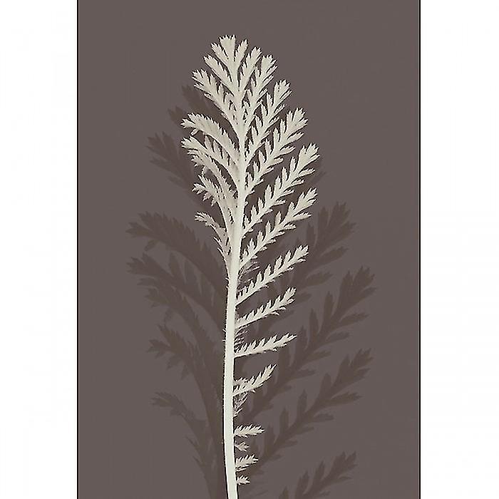 Ian Winstanley Stem Silhouette III Print