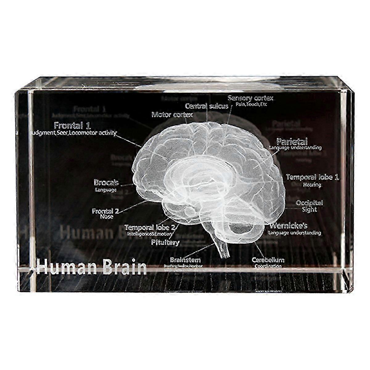 Crystal 3D Brain Cube Anatomical Model Science Gift Home Decor Souvenir