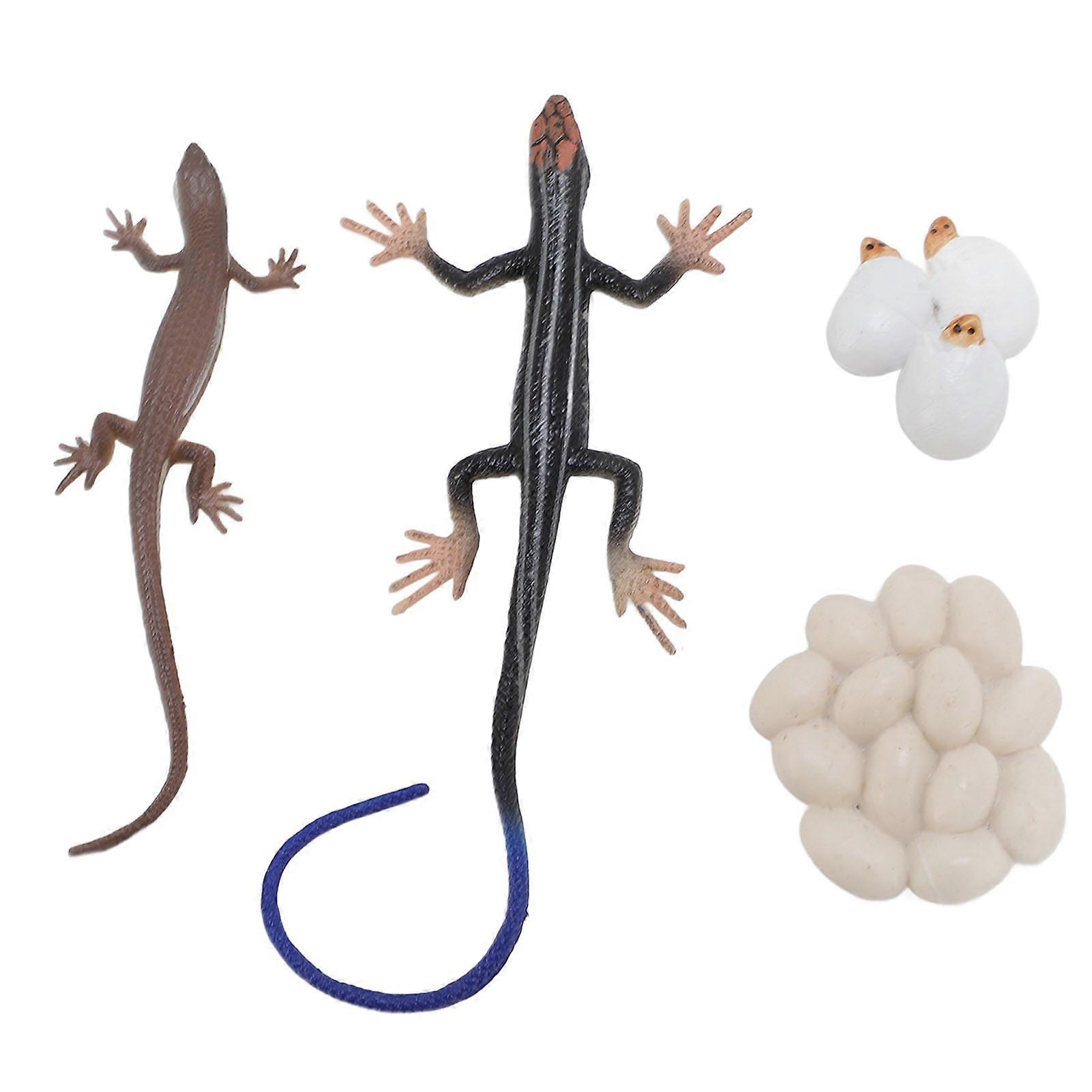 PVC Skink Life Cycle Toy Figures, High Simulation Animal Life Cycle Model Sandbox Accessories