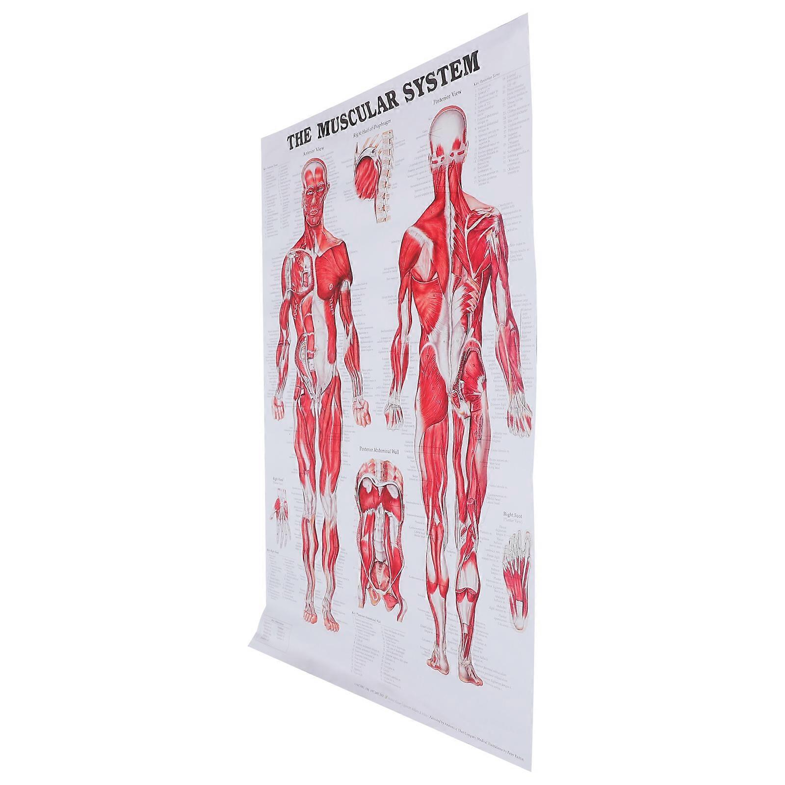 Anatomical Poster Muscular System Muscle Anatomy Chart Wall Hanging ...