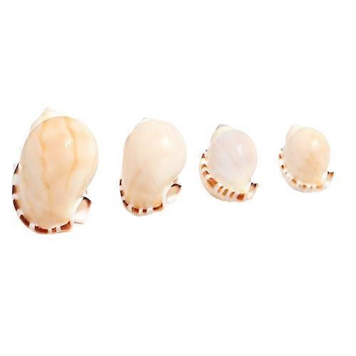 Natural Rare Collectible Specimen Hermit Crab Shell