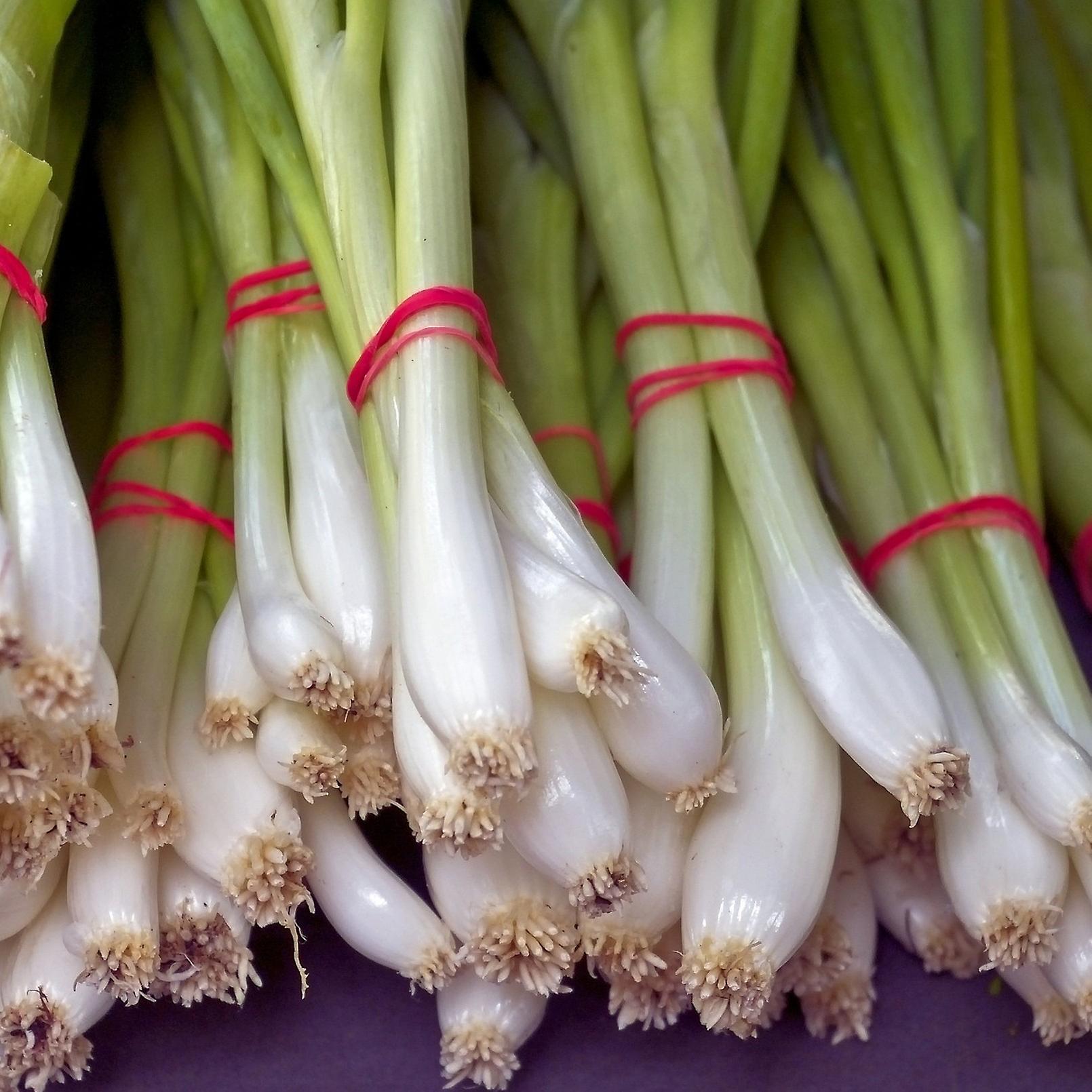 Cipolla bianca Lisbona. Cipollotto.