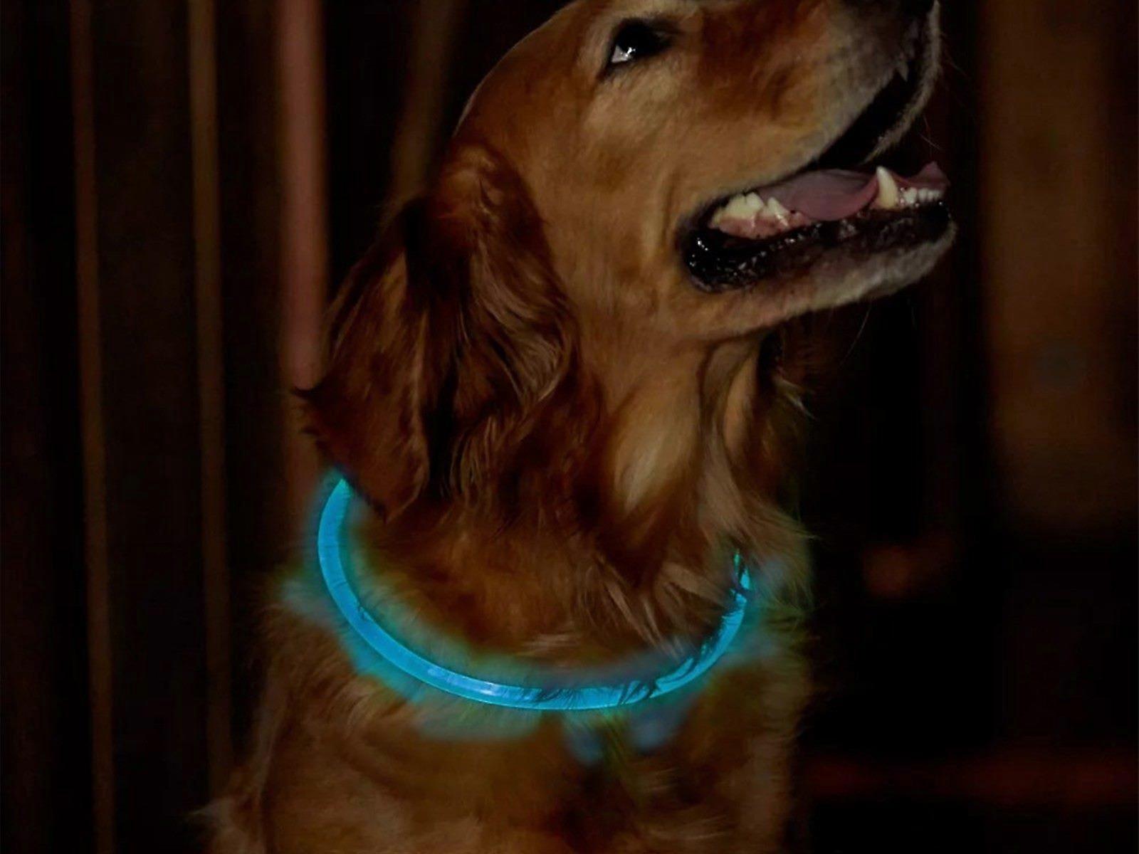 70cm Light-Up Pet Dog Collars USB Rechargeable Adjustable Pet Collar Blue Light
