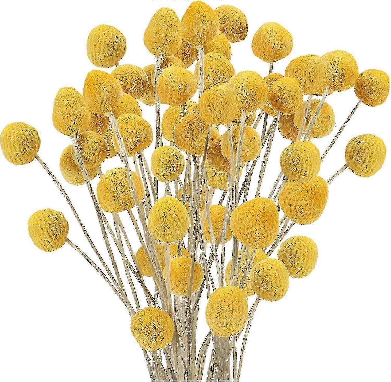 Craspedia Billy Balls, Billy Buttons, Jaune, Fleurs séchées