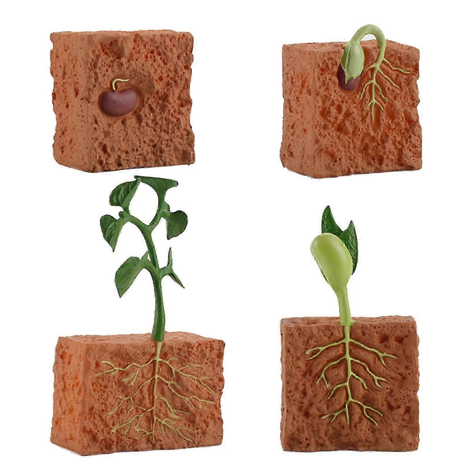 Educational Plant Life Cycle Set