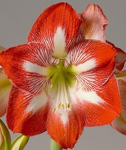 Amaryllis Minerva. Rojo con estrella blanca.