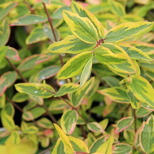 Hypericum Little Misstery