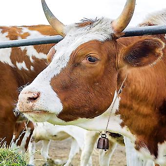 8 Campanacci In Bronzo Per Animali - Decorazione Rustica E Antifurto