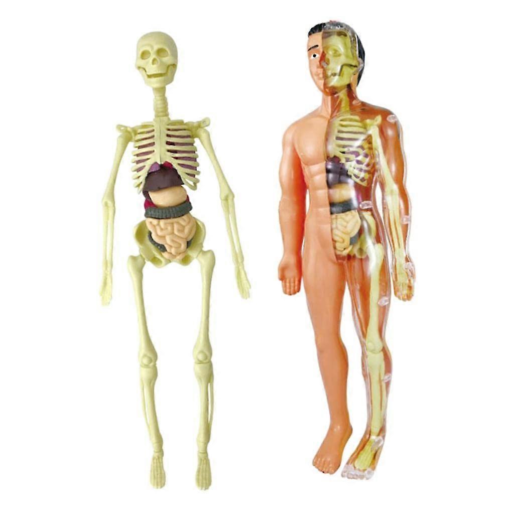 Human Body Model Life-Size Plastic Anatomy Learning Tool Engages Students For Classroom Demonstrations