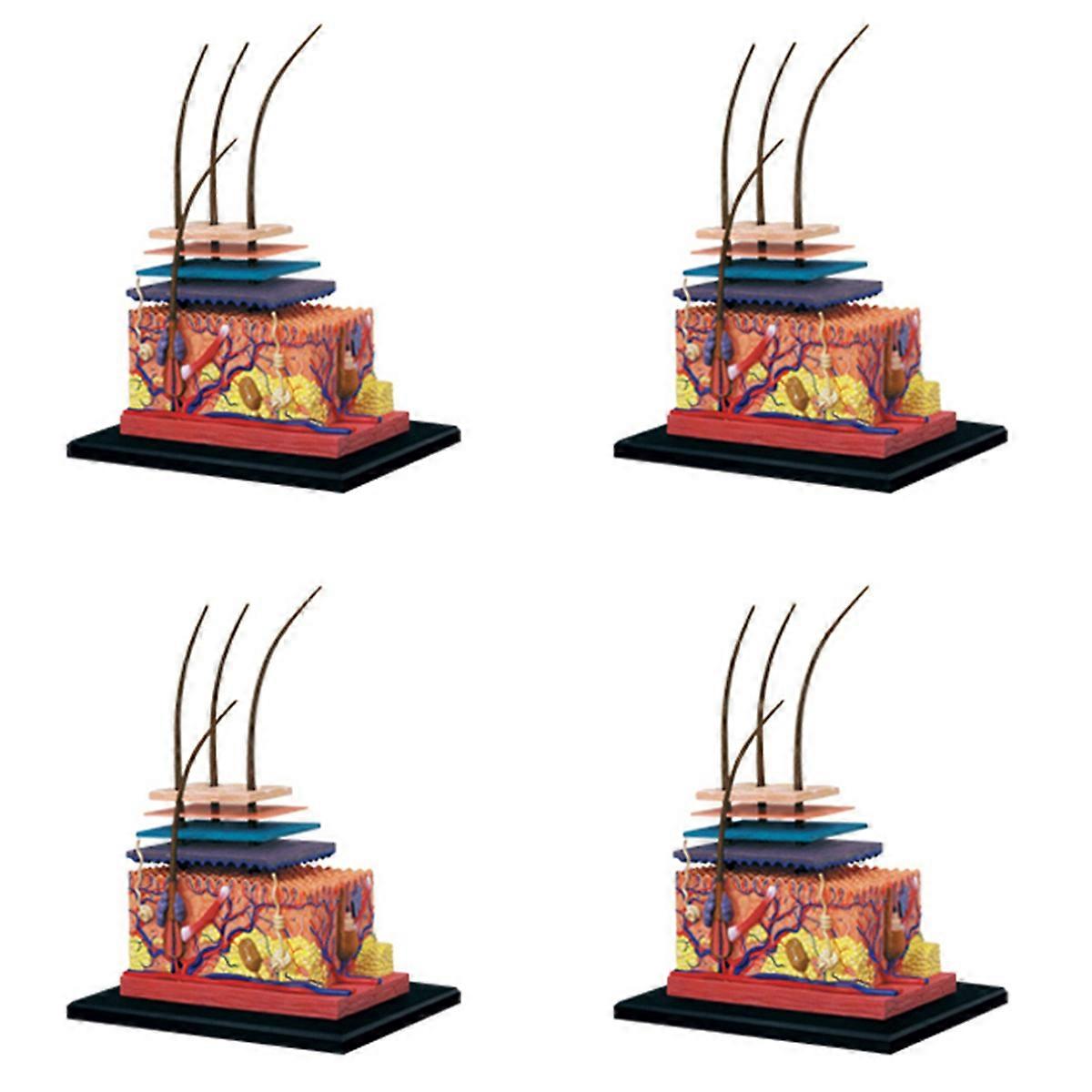 4D Human Skin Model Hair Organs Assembling Puzzle Model