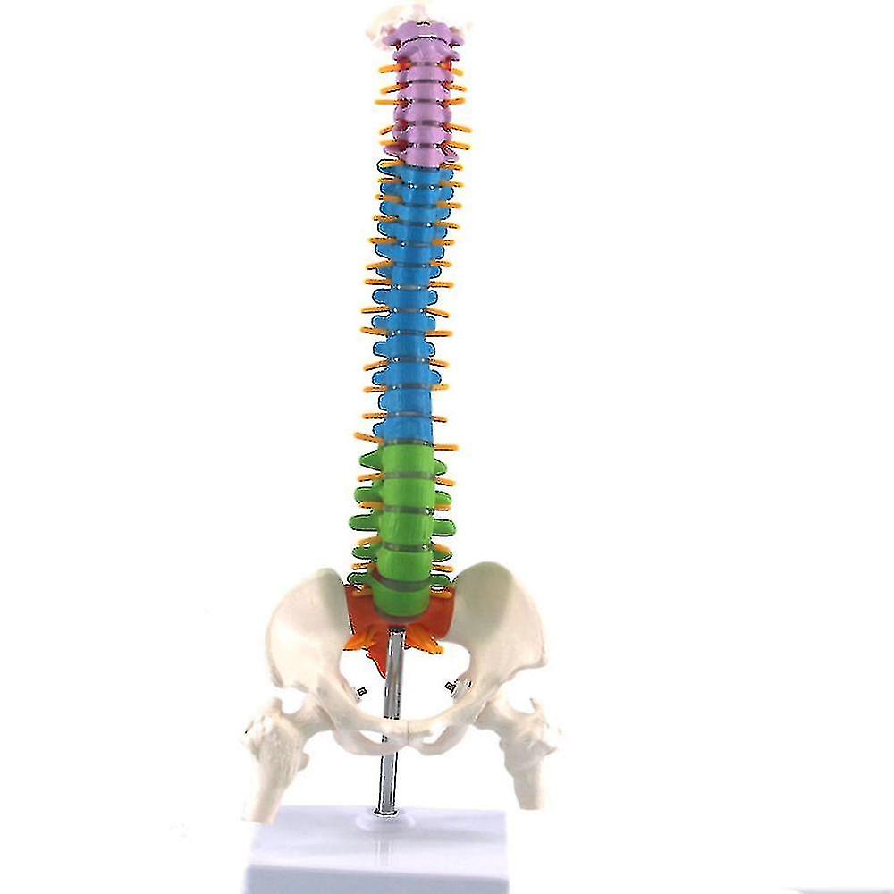 Colored Flexible Spine Anatomical Mode Life Size Human Spine Model With Pelvis Femur 45cm With Stan