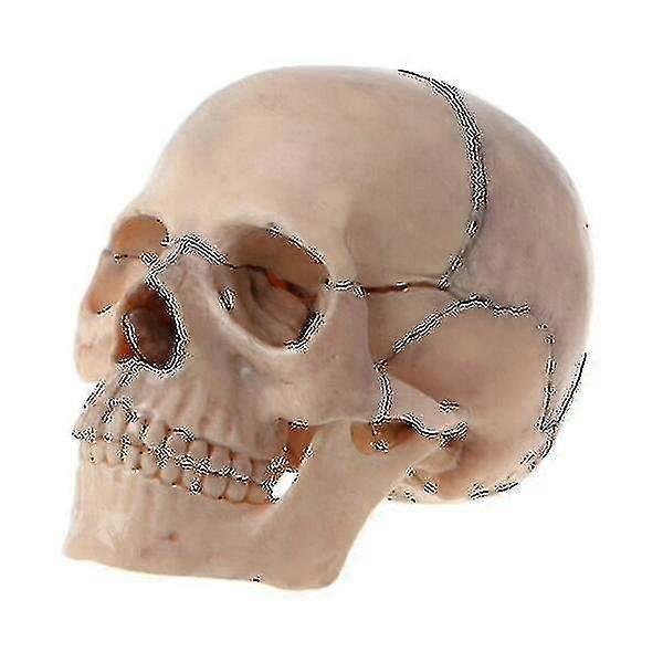 4d Gedemonteerde Kleur Schedel Anatomisch Model