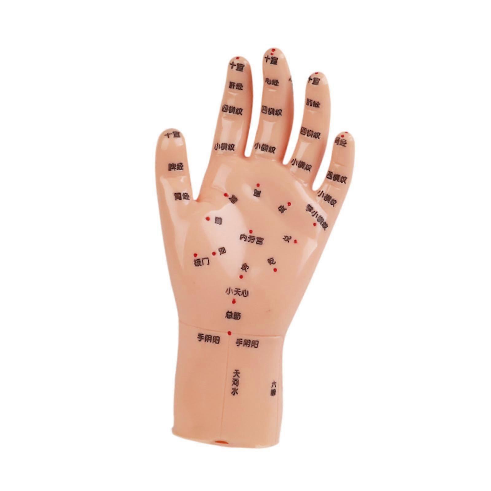 Hand Model Child Size 16x8cm - Realistic Design, Durable Material, Educational Tool for Kids