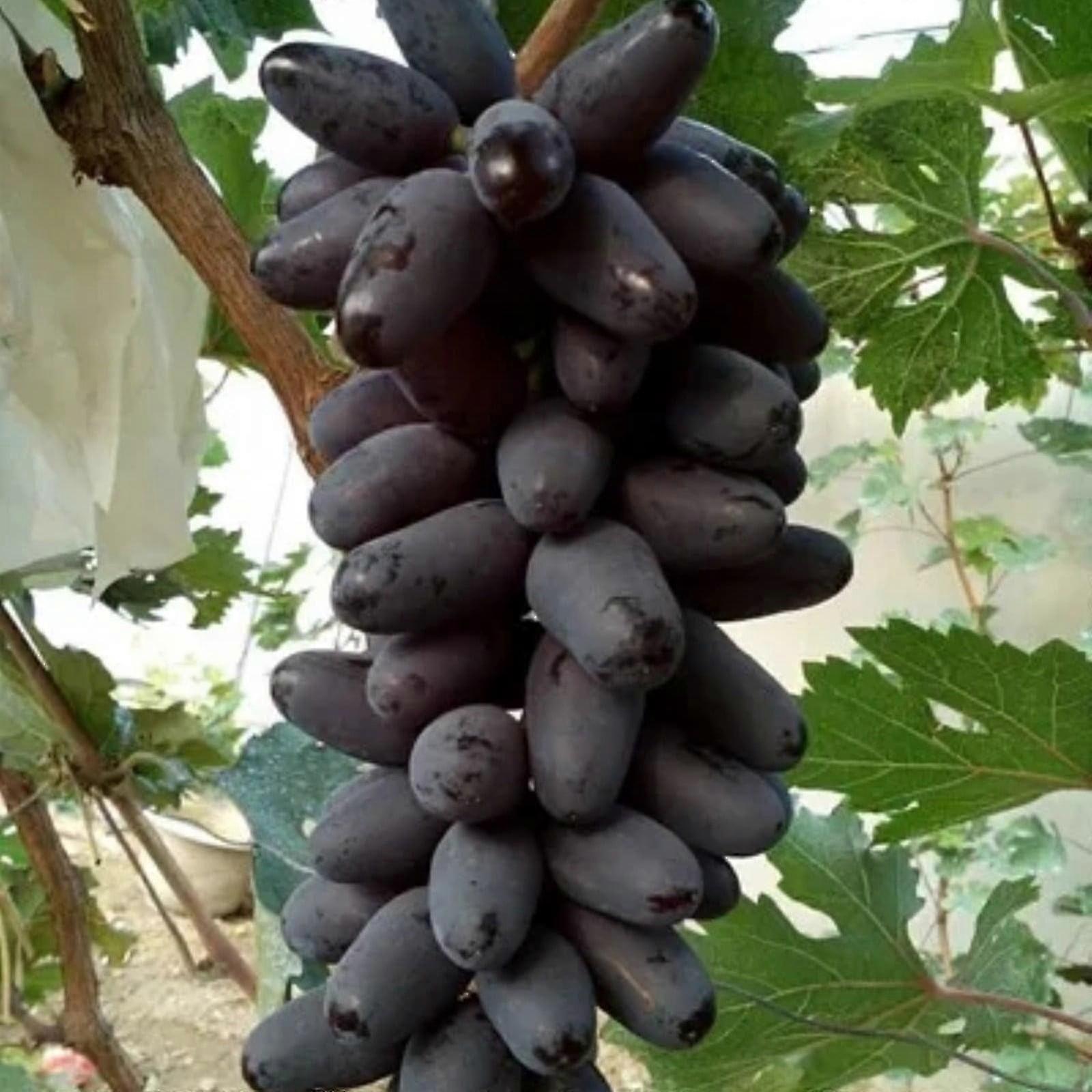 Low  Maintence Outdoor-Grape Roots -Large Bunches Of Grapes On Vines - Suitable For Home Trellises  Precious