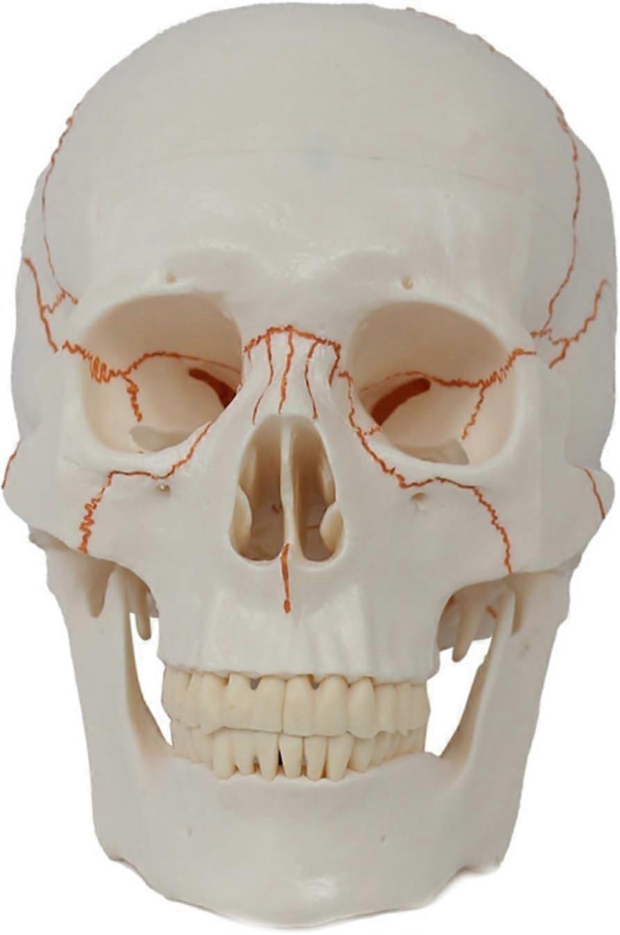 Life Size Human Skull Model with Removable Cap and Full Teeth for Medical Study
