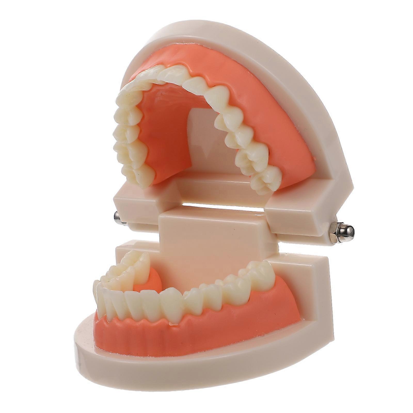 1Pc  Teeth Model Kids Teaching Study Supplies Standard Typodont Teeth Model