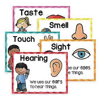 5Pcs/Set Five Sense Learning Poster Preschooler Educational Gift Auditory Touching Olfactory Gustatory Cognition Poster