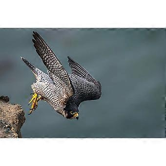BIRDS OF PREY  Jigsaw Puzzles TD852