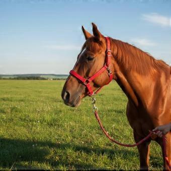 Horse Guide Halter Rust-Resistant Hardware Adjustable Nylon Horse Halter