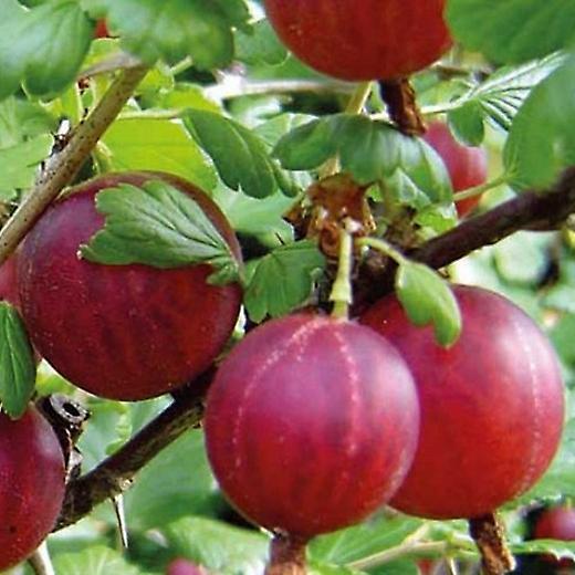 Gooseberry Hinnonmaki roșu.