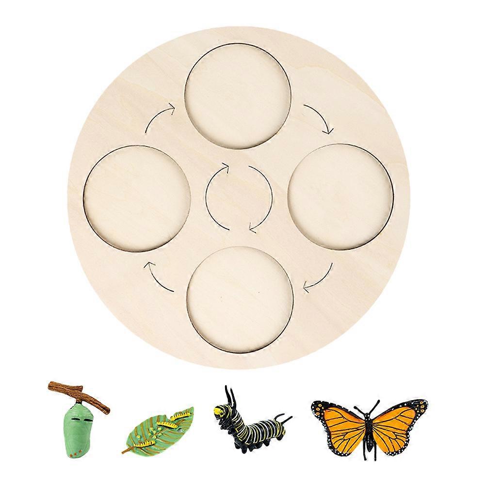 Cycle Model for Kids Study 1Set Butterflies Growth Cycle