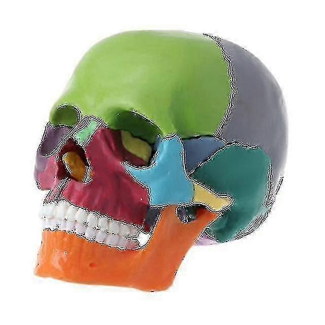 4d Disassembled Color Skull Anatomical Model Detachable Teaching Tool