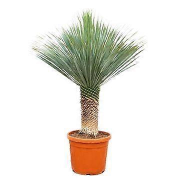 Yucca Rostrata - 165-180cm - Ø60cm